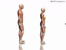 人体模型最新爆料图集,前沿科技与人体奥秘的完美融合